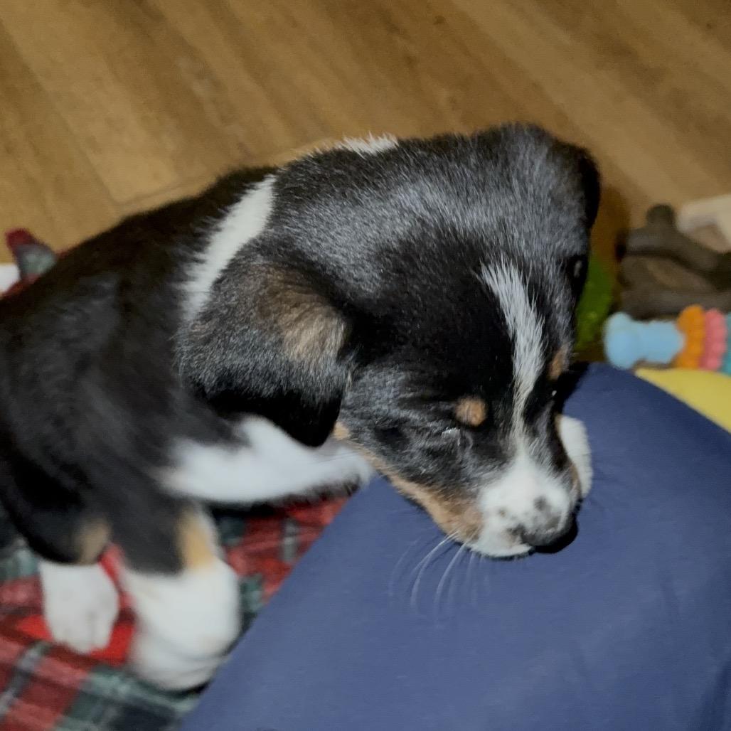 Enlarge Penny (Penn Station), a Adoptable mixed breed in St. Charles, MO image 4/6