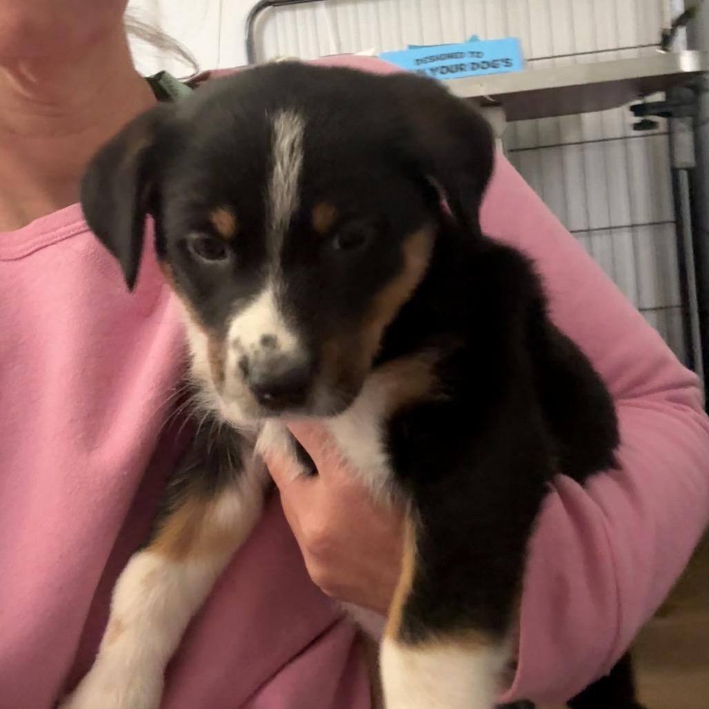Enlarge Penny (Penn Station), a Adoptable mixed breed in St. Charles, MO image 5/6