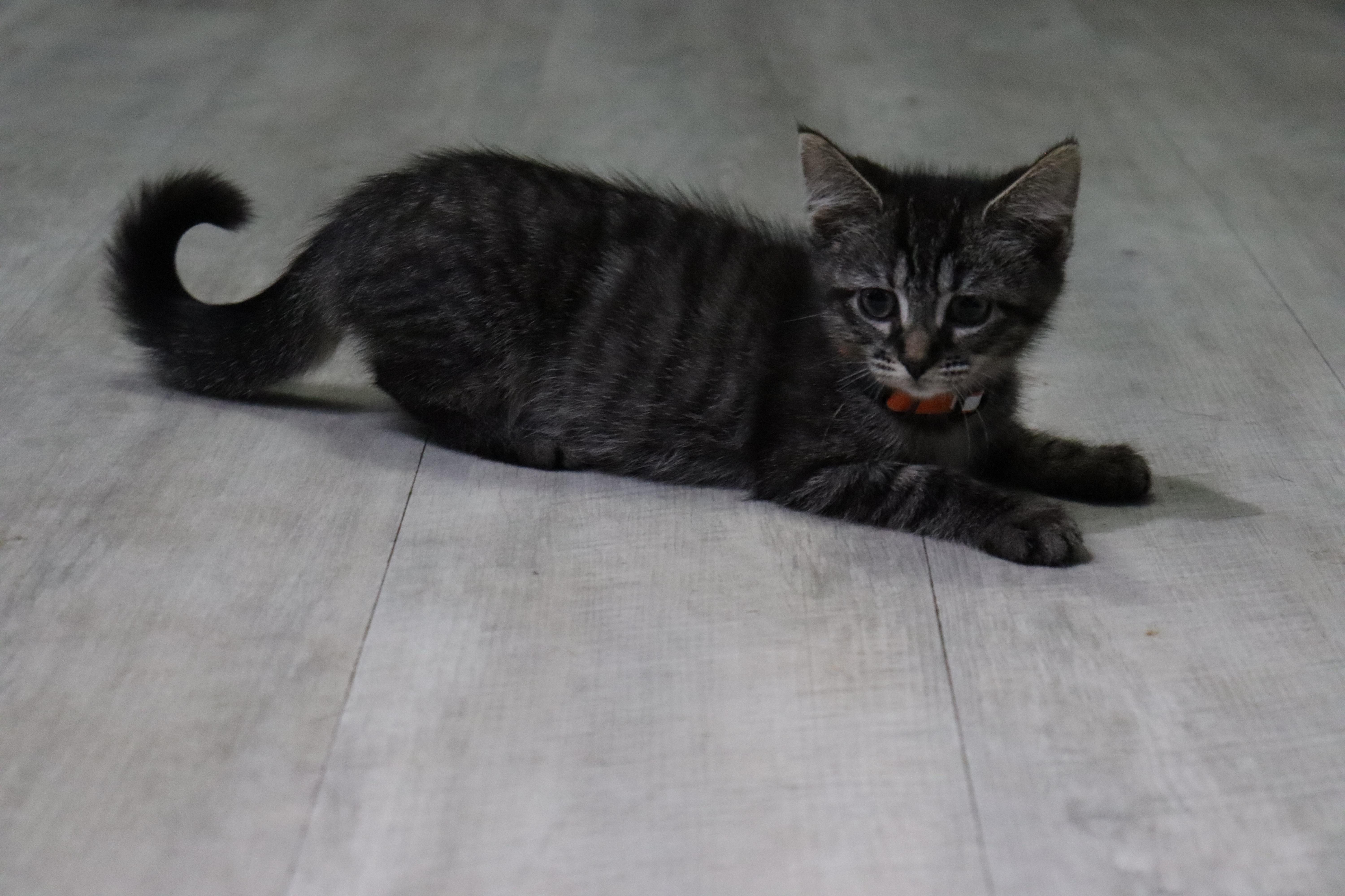 Enlarge Hemera, a Adoptable Tabby in KNOXVILLE, MD image 3/4