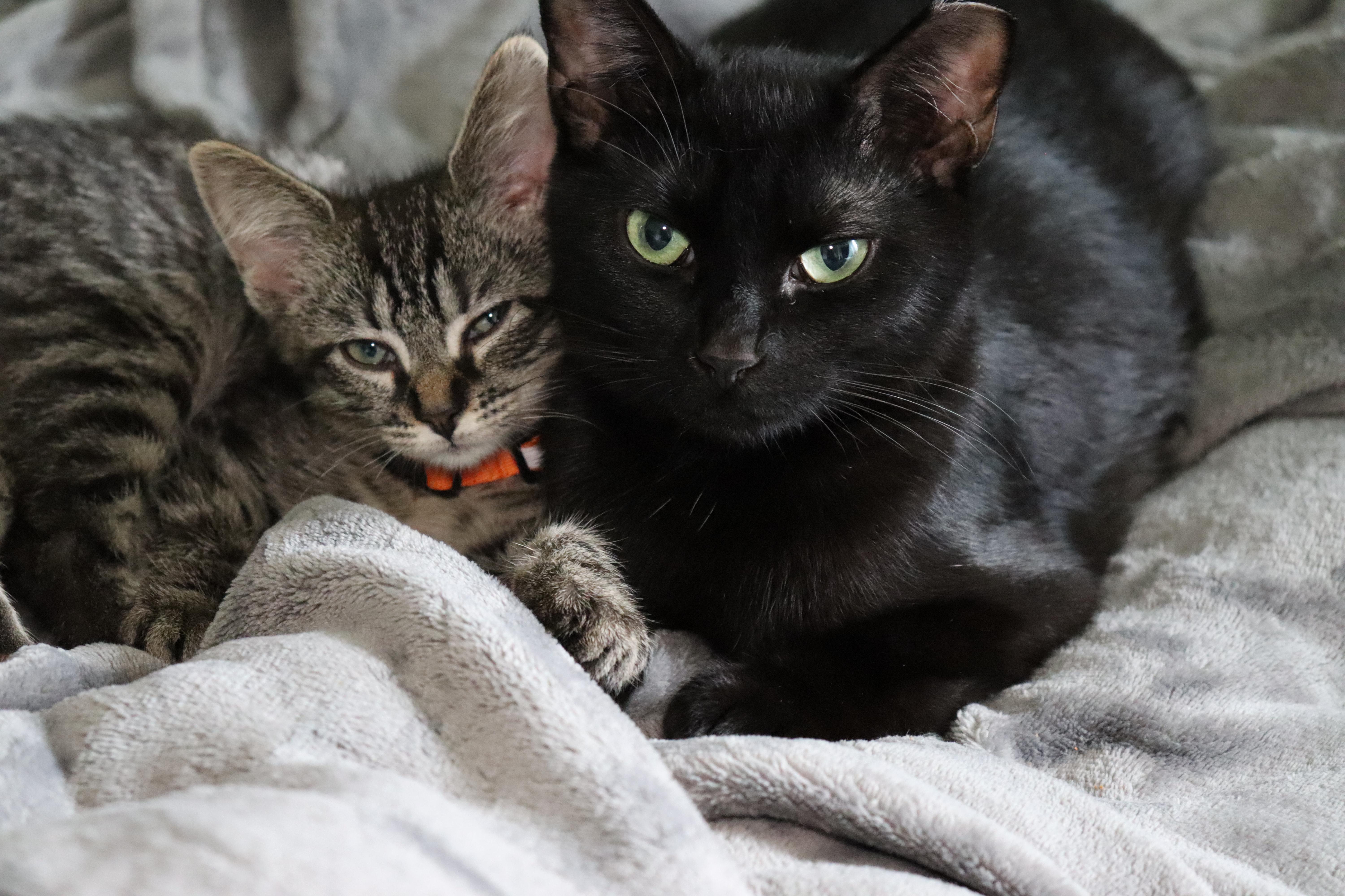 Enlarge Hemera, a Adoptable Tabby in KNOXVILLE, MD image 4/4