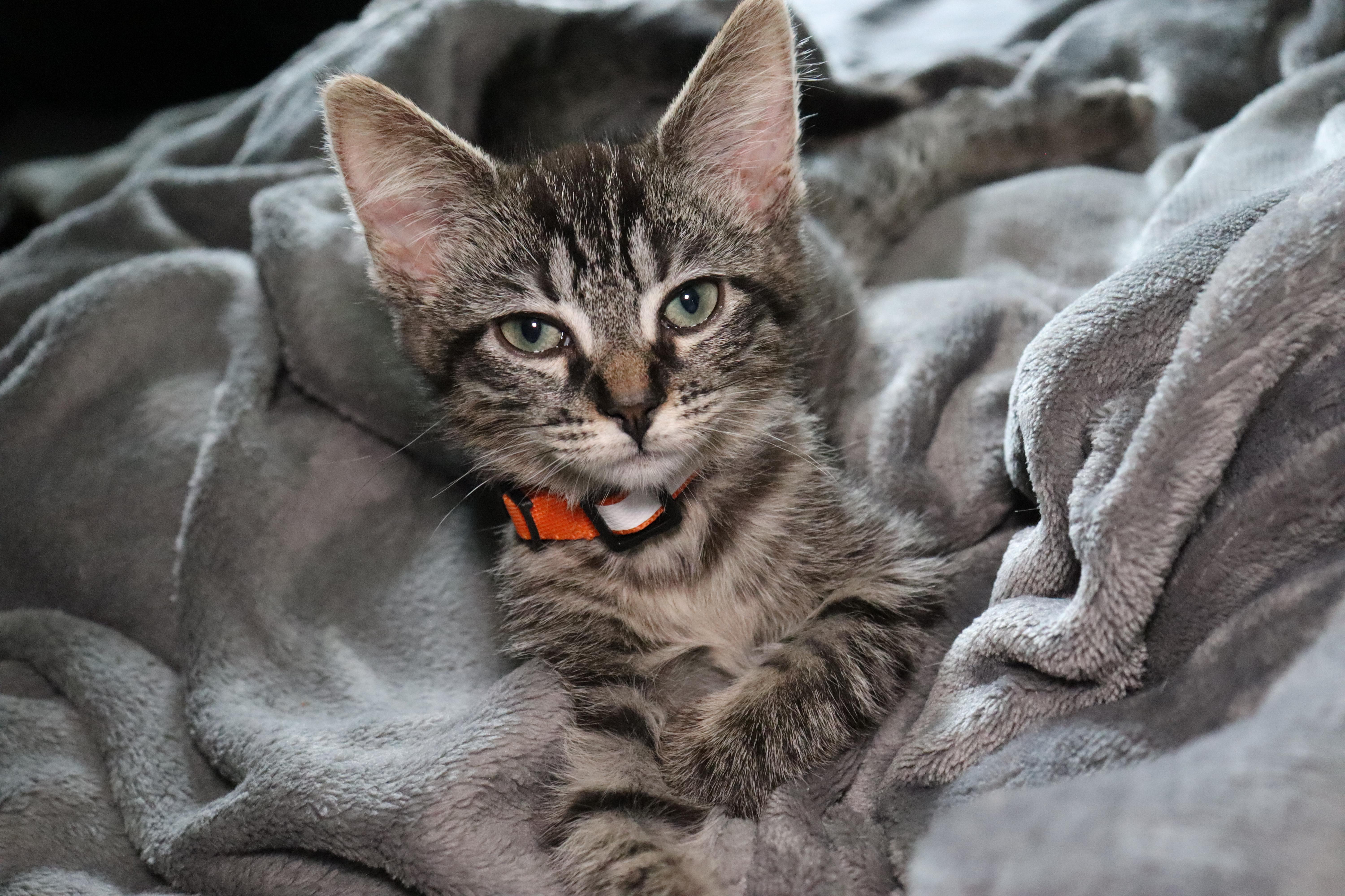 Hemera, Adoptable, Young Female Tabby.