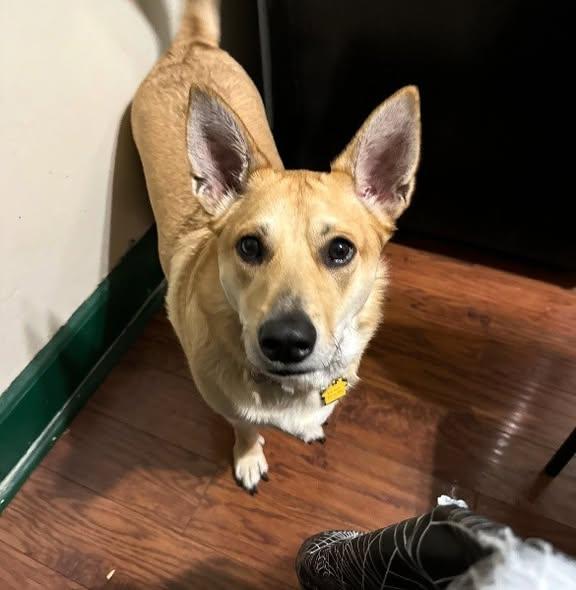Pretzel, ADOPTABLE, Young Male Corgi.