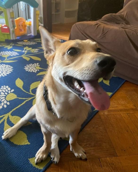 Enlarge Pretzel, a ADOPTABLE mixed breed in Egg Harbor City, NJ image 2/2