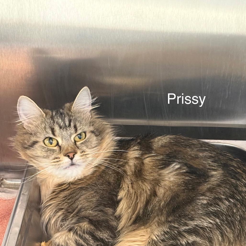 Enlarge Prissy, a Adoptable mixed breed in Madisonville, TN image 1/4