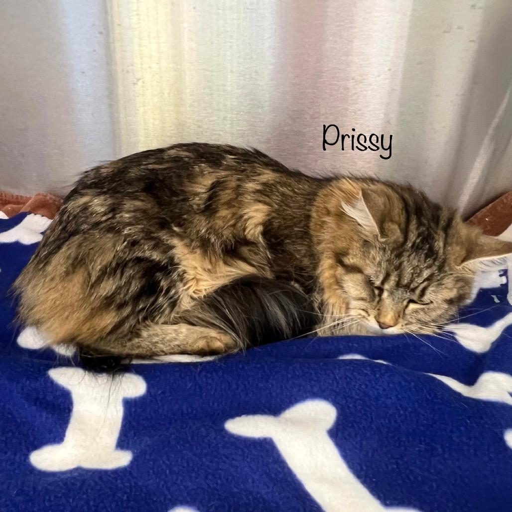 Enlarge Prissy, a Adoptable mixed breed in Madisonville, TN image 2/4