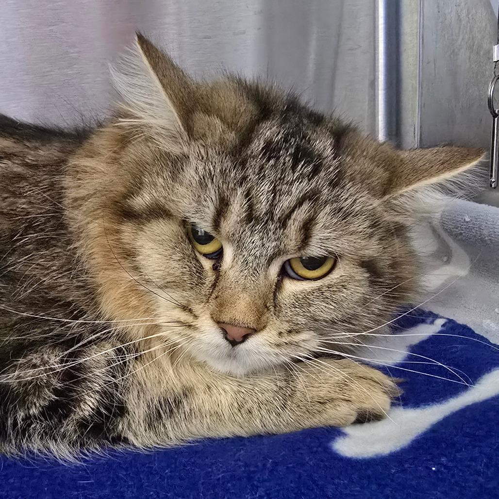 Enlarge Prissy, a Adoptable mixed breed in Madisonville, TN image 3/4