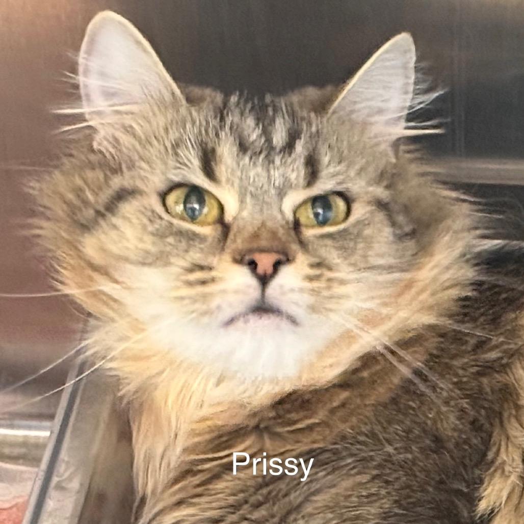 Enlarge Prissy, a Adoptable mixed breed in Madisonville, TN image 4/4