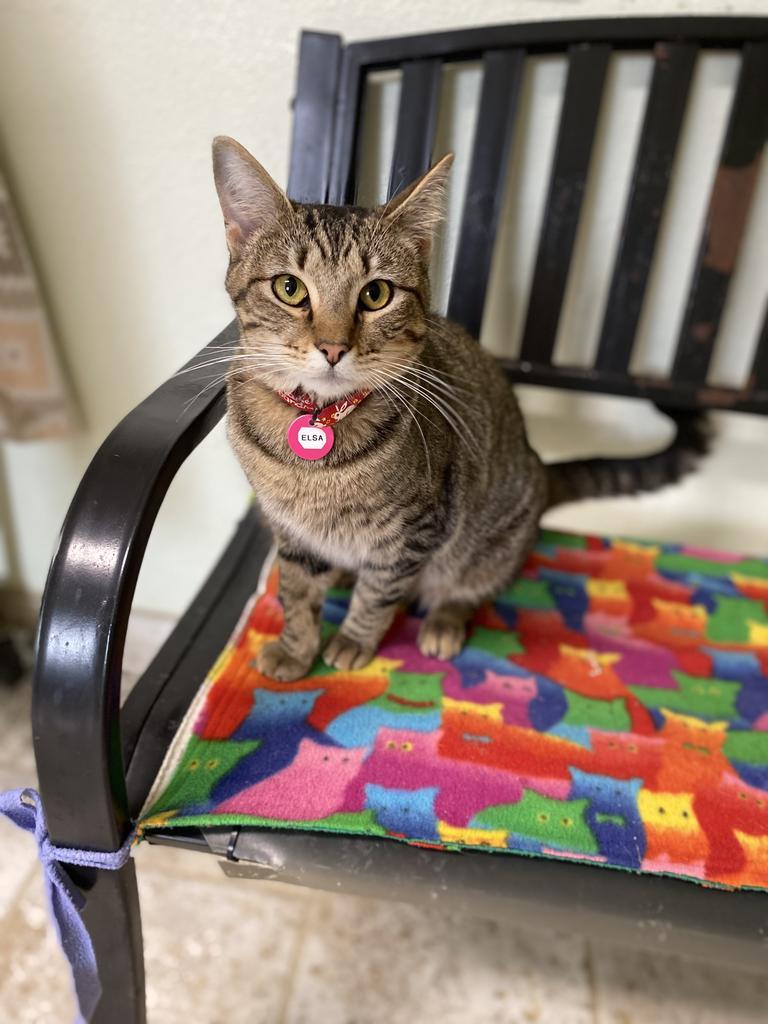 Elsa, Adoptable, Adult Female Domestic Short Hair.