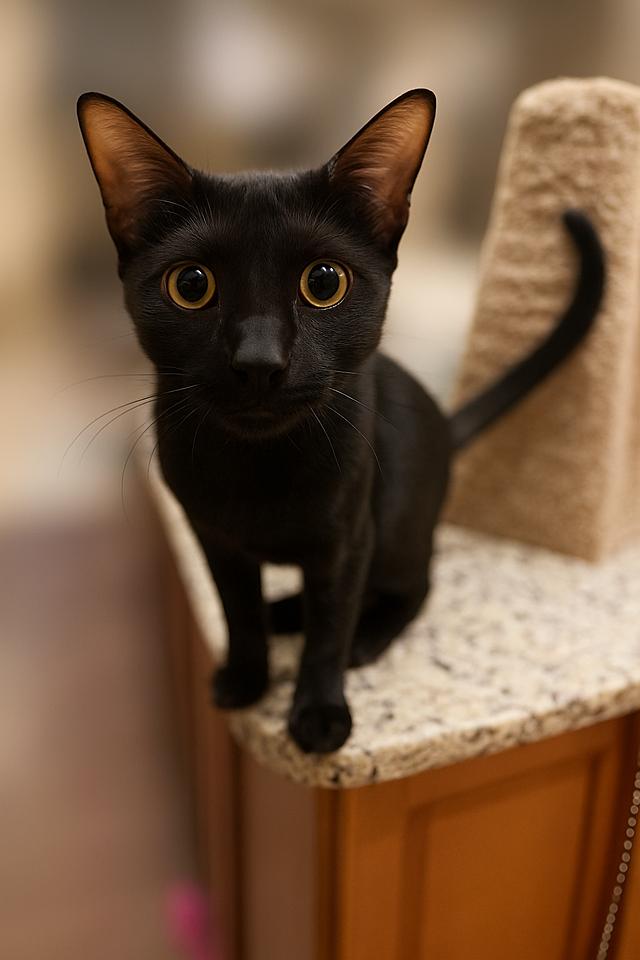 Elenor, a Adoptable Domestic Short Hair in Tampa, FL image 1/2