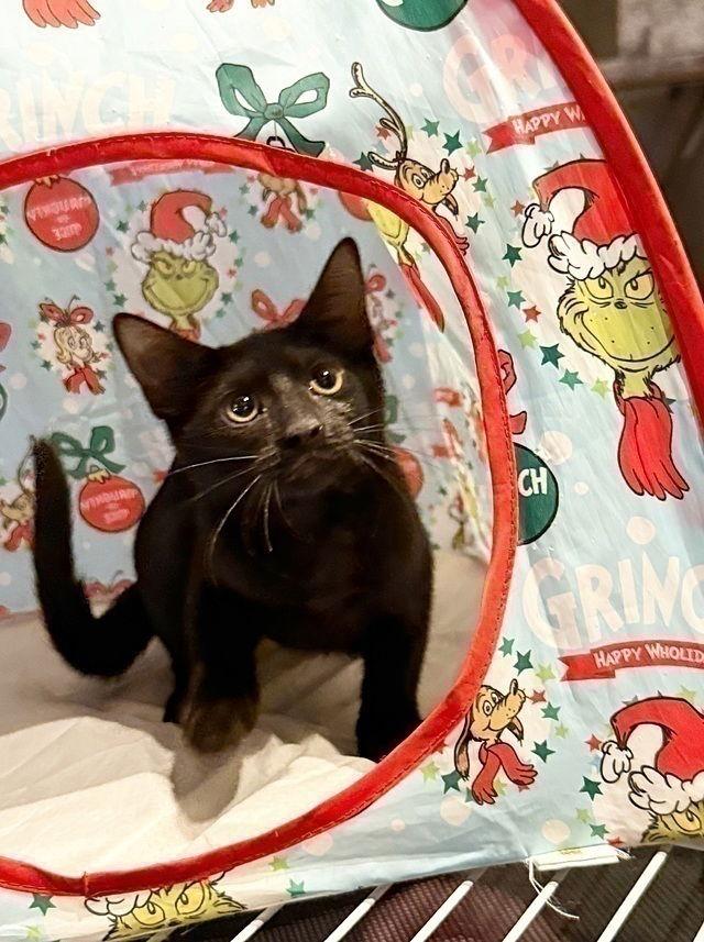 Elenor, Adoptable, Young Female Domestic Short Hair.