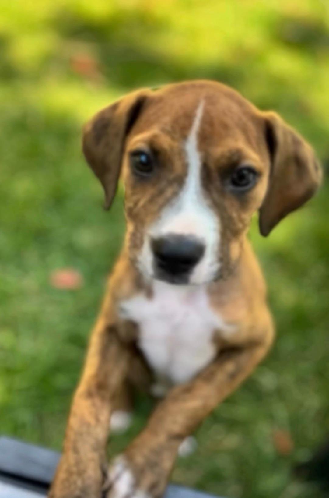 Enlarge Cora, an adopted mixed breed in Temecula, CA image 5/6