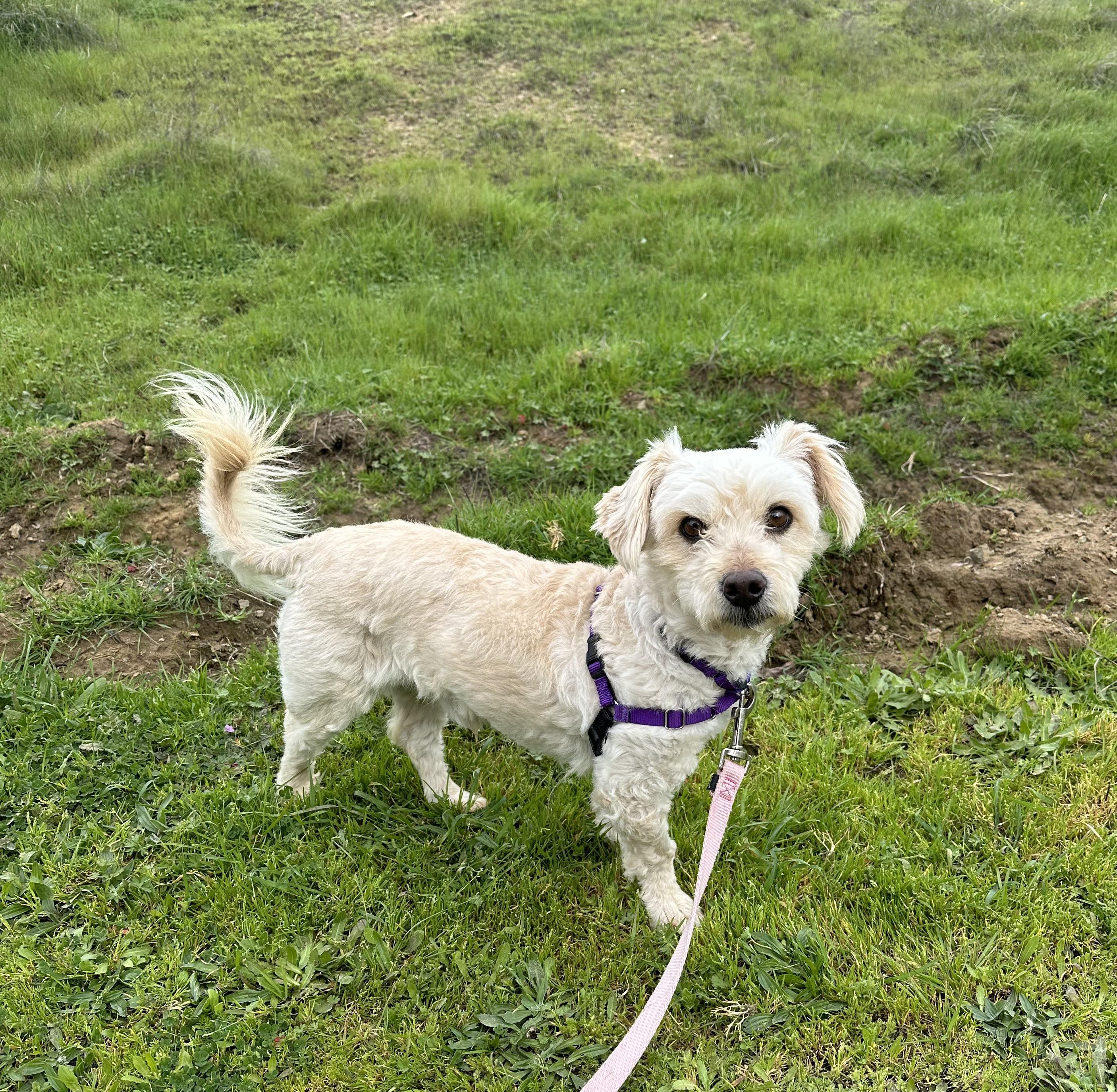 Enlarge Noodle the Poodle, a Adopted mixed breed in Petaluma, CA image 2/2