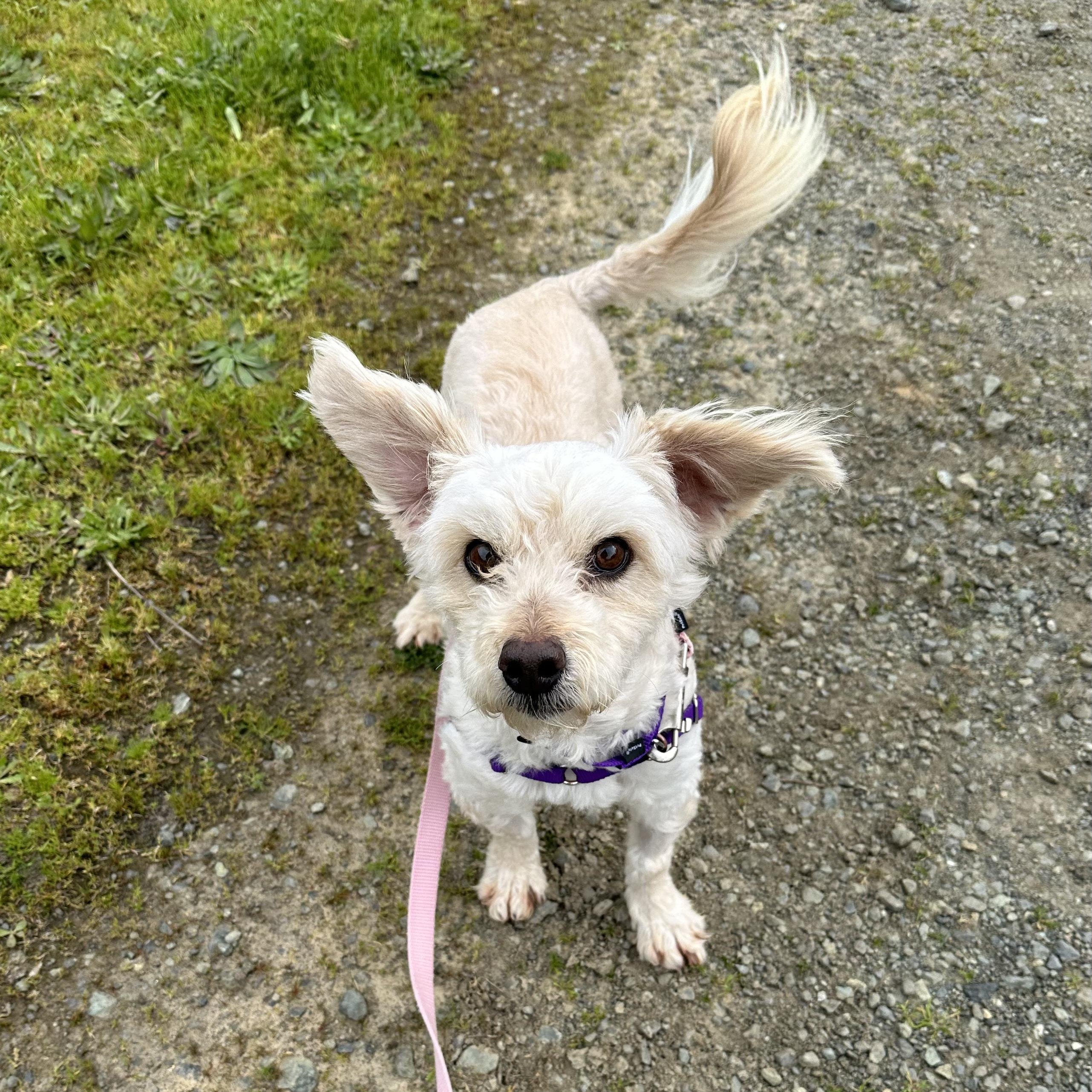 Enlarge Noodle the Poodle, a Adopted mixed breed in Petaluma, CA image 1/2