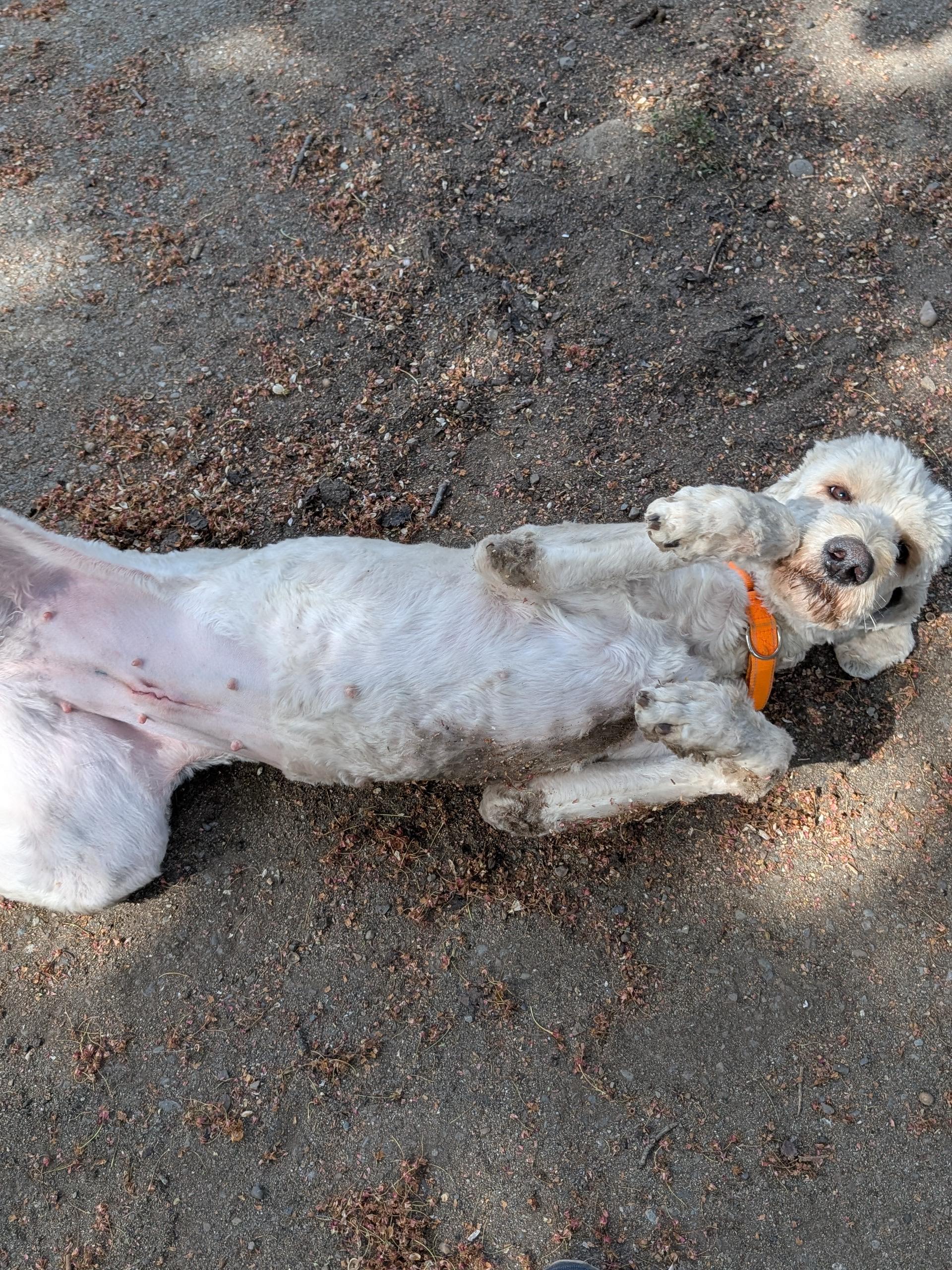 Louise (and Thelma), a ADOPTABLE mixed breed in COEUR D ALENE, ID image 3/4