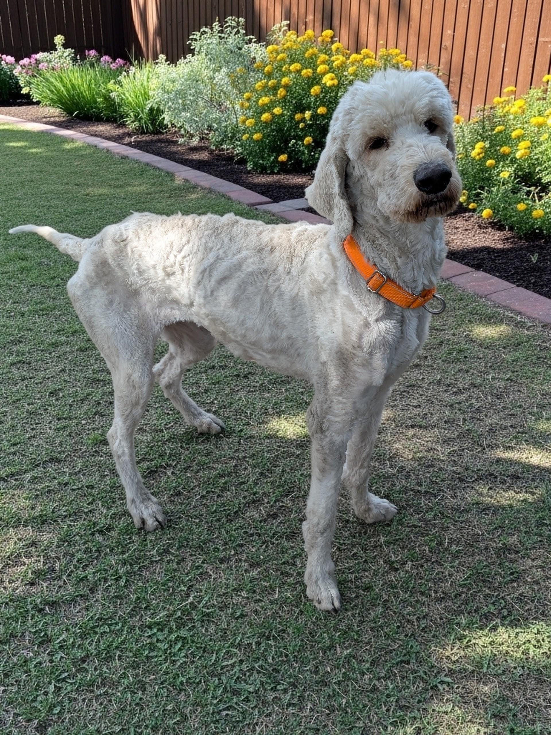 Louise (and Thelma), a ADOPTABLE mixed breed in COEUR D ALENE, ID image 4/4