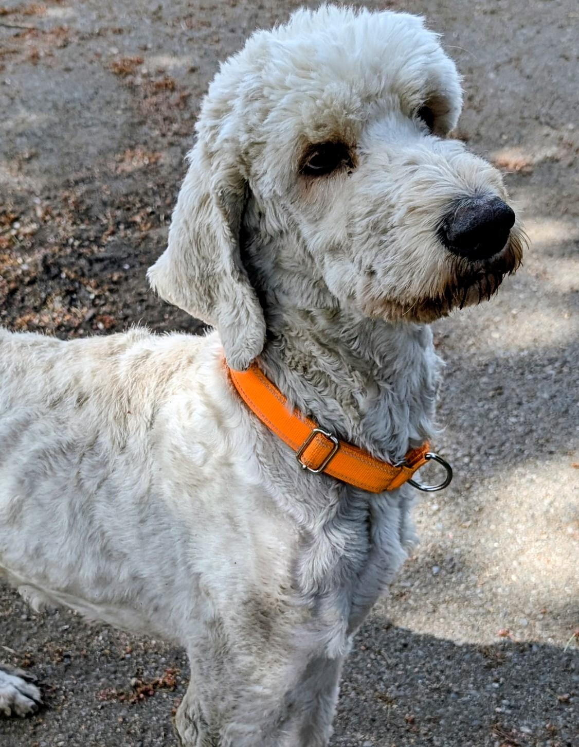 Louise (and Thelma), a ADOPTABLE mixed breed in COEUR D ALENE, ID image 1/4