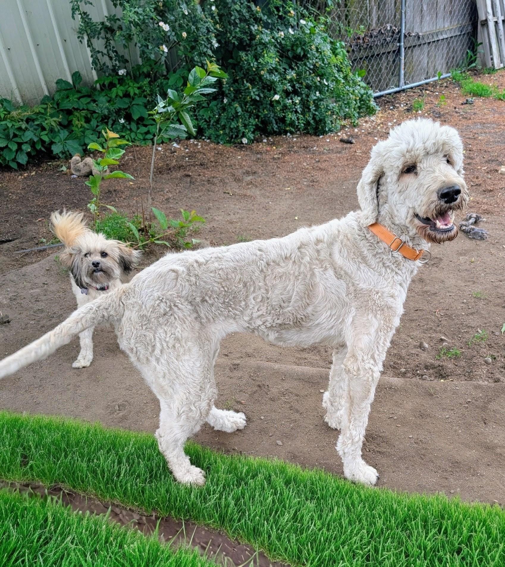 Louise (and Thelma), a ADOPTABLE mixed breed in COEUR D ALENE, ID image 6/6