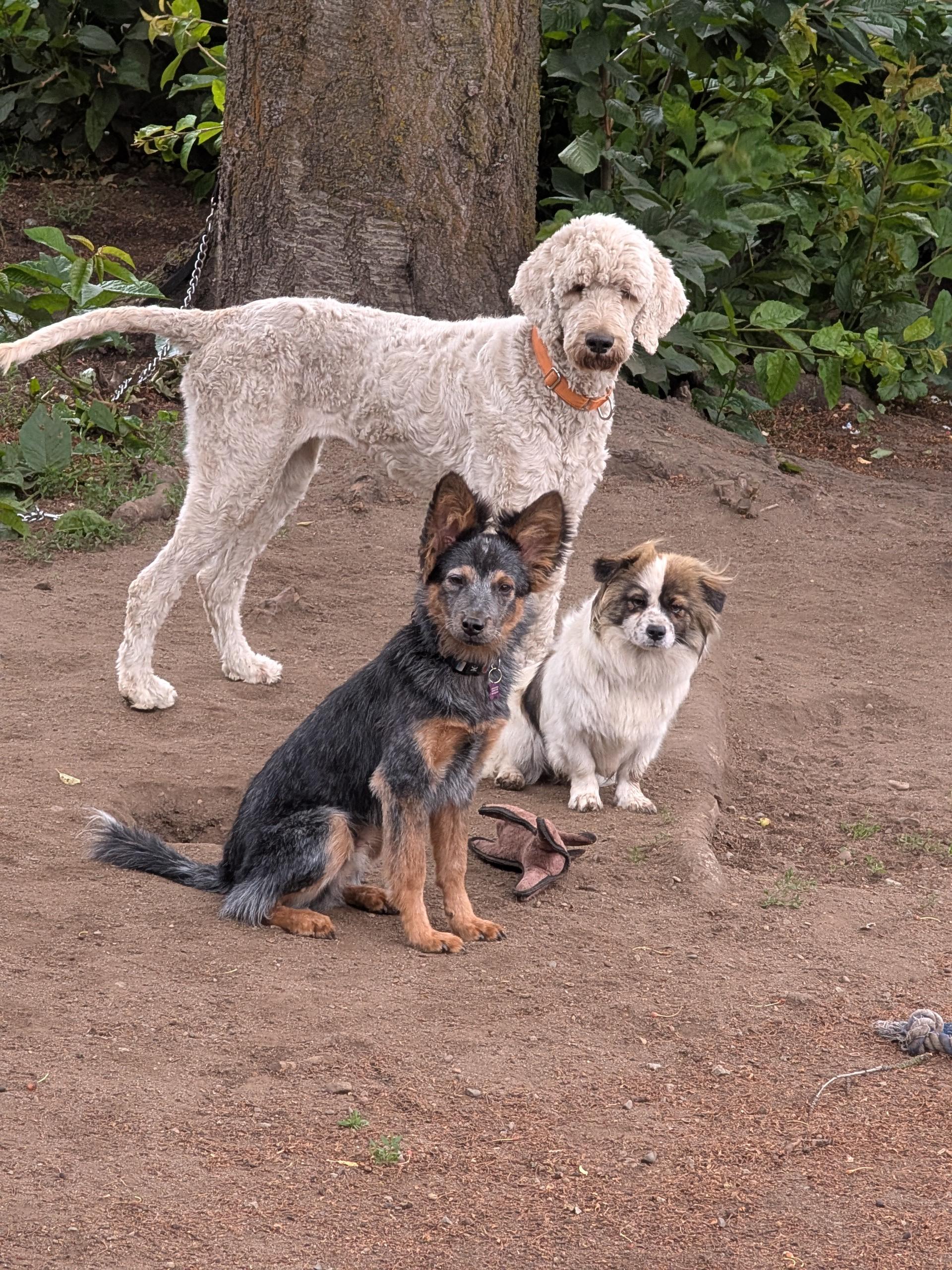 Louise (and Thelma), a ADOPTABLE mixed breed in COEUR D ALENE, ID image 5/6