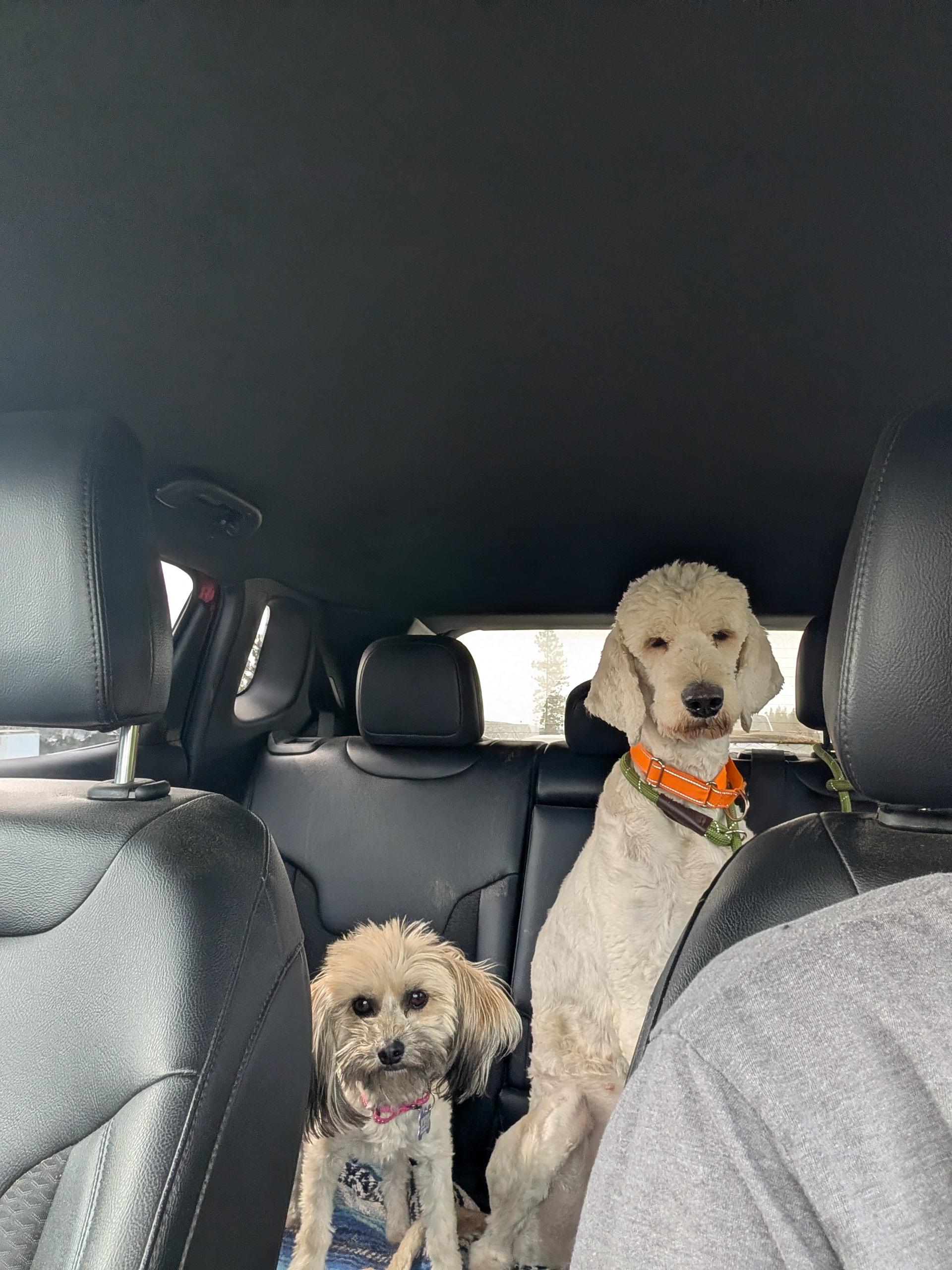 Louise (and Thelma), a ADOPTABLE mixed breed in COEUR D ALENE, ID image 2/4