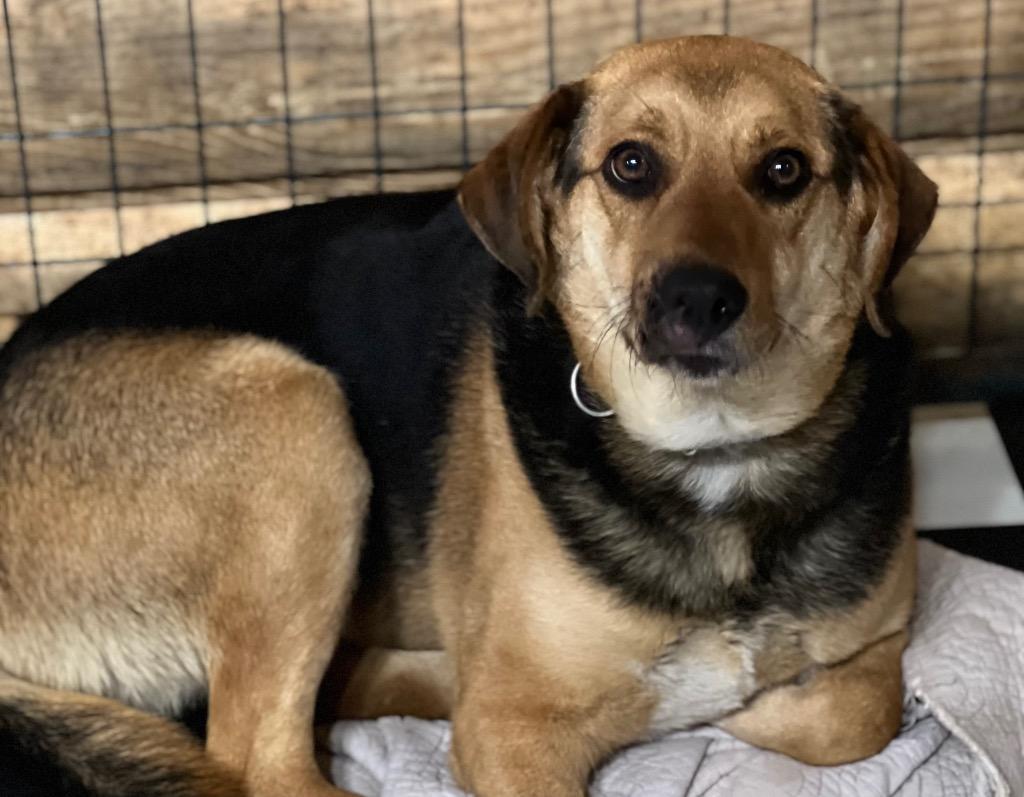 Enlarge GENESIS  (Jenny), a Adopted mixed breed in Crossville, TN image 3/6