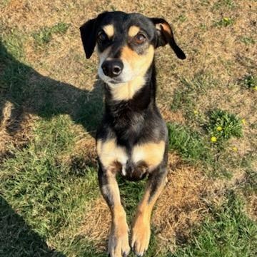 Shadow, Adoptable, Adult Male Dachshund & Beagle.