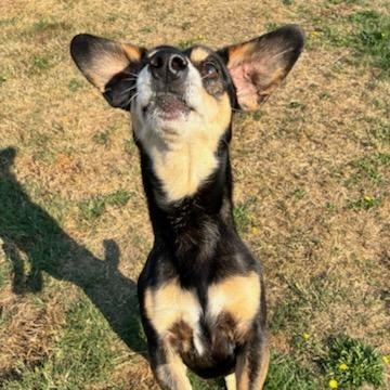 Shadow, a Adoptable mixed breed in Tacoma, WA image 2/5