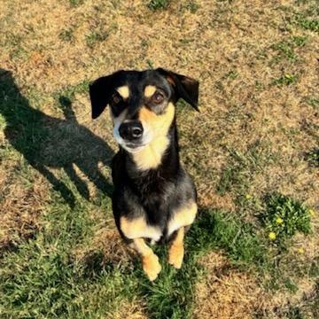 Shadow, a Adoptable mixed breed in Tacoma, WA image 3/5
