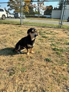 Shadow, a Adoptable mixed breed in Tacoma, WA image 4/5
