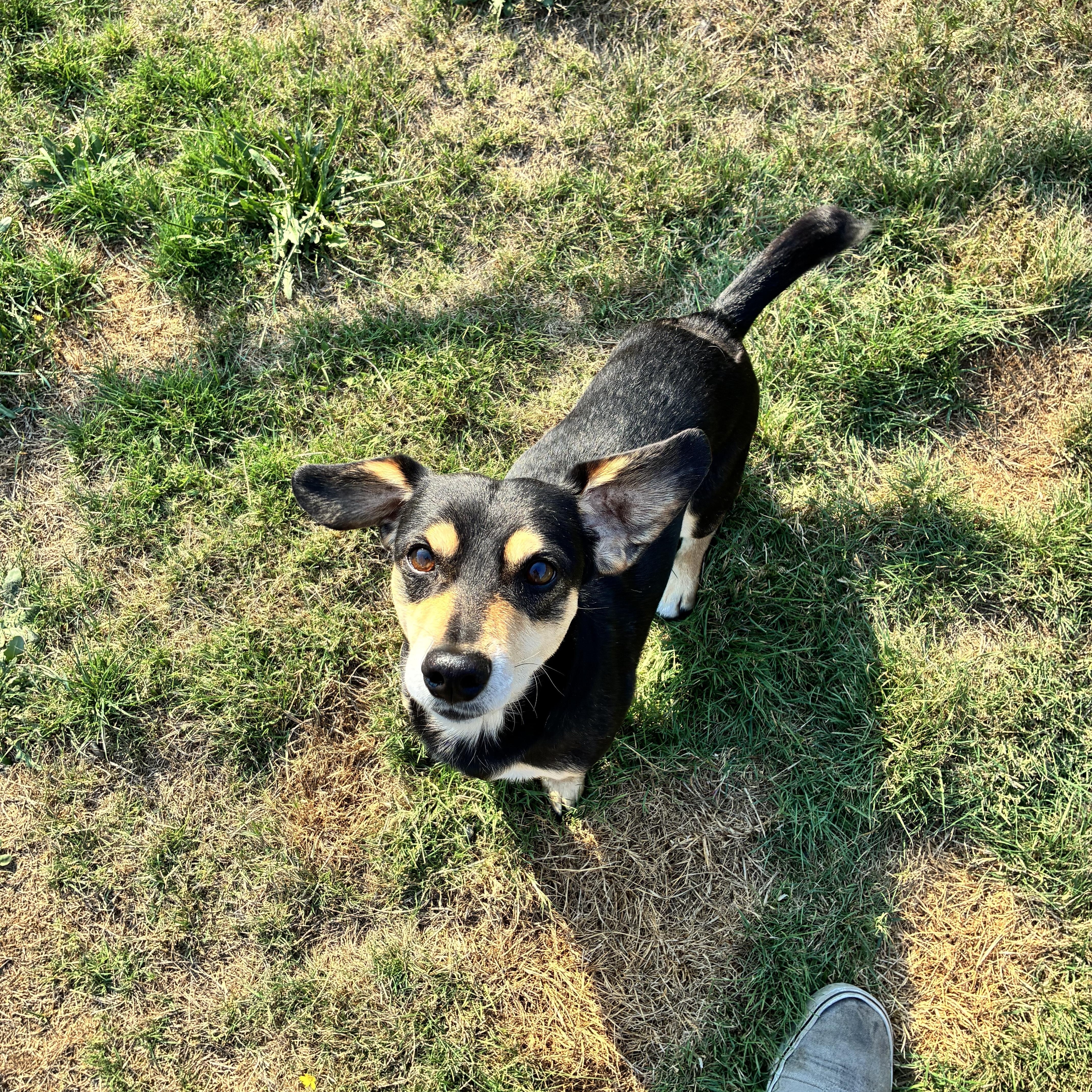 Shadow, a Adoptable mixed breed in Tacoma, WA image 5/5