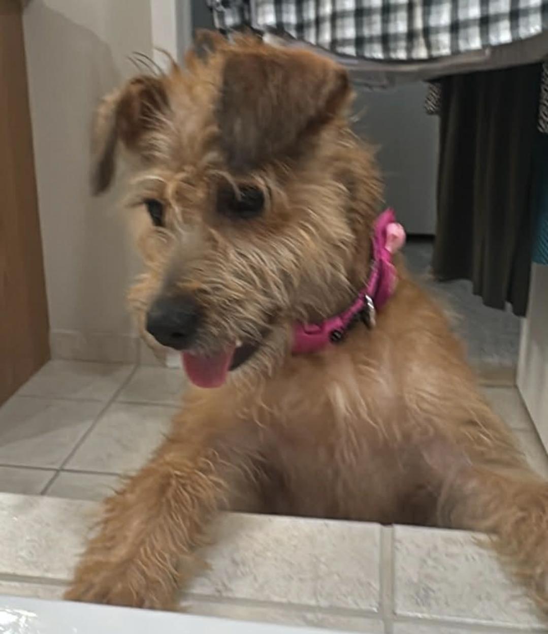 Zoey is a cutie...Watch her video, a Adoptable Terrier in Ann Arbor, MI image 5/5