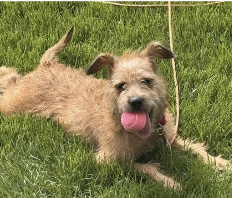 Zoey is a cutie...Watch her video, a Adoptable Terrier in Ann Arbor, MI image 2/5