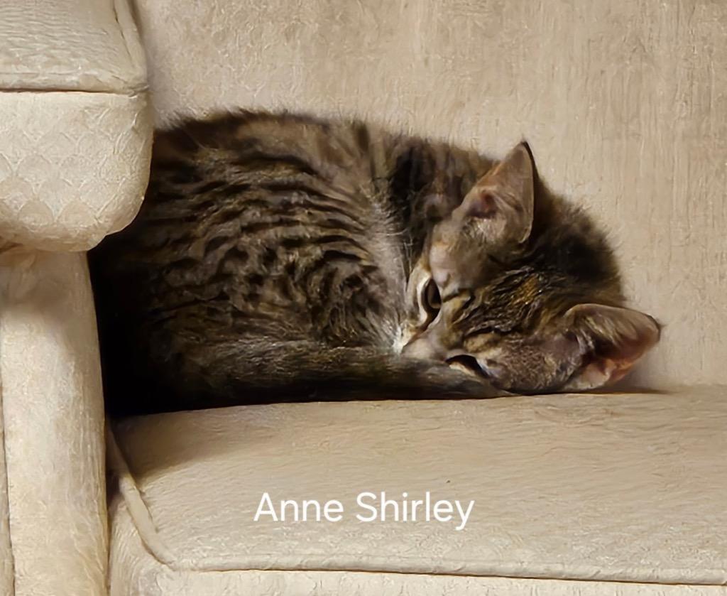 Enlarge Anne Shirley, a Adoptable mixed breed in Parkville, MD image 1/3