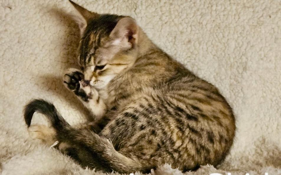 Enlarge Anne Shirley, a Adoptable mixed breed in Parkville, MD image 3/3