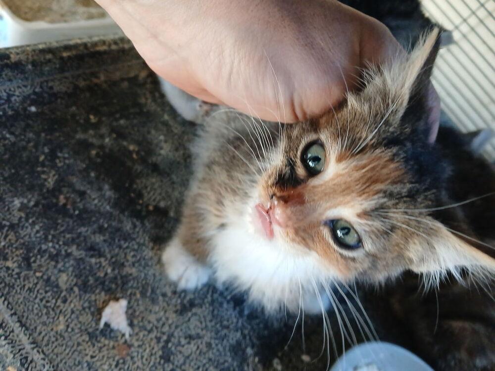 Enlarge Smucky, a Adoptable Domestic Short Hair in Thatcher, AZ image 1/1