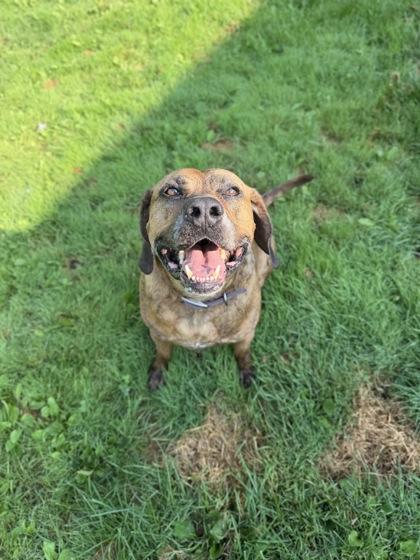 Otis, Adoptable, Adult Male Coonhound & Mixed Breed.