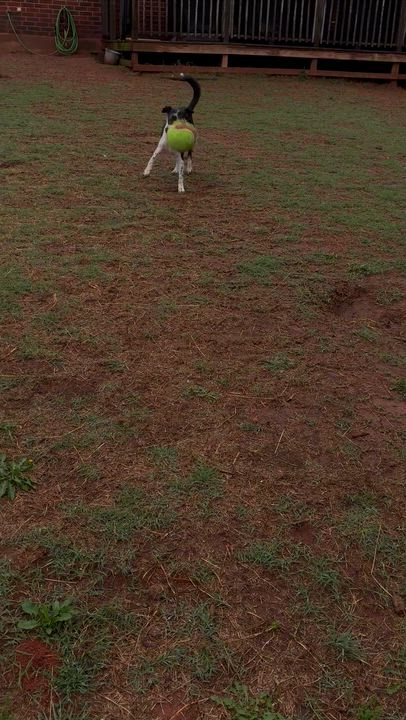 Enlarge Clifford (Cliff), a Adoptable mixed breed in Noble, OK video 6/6