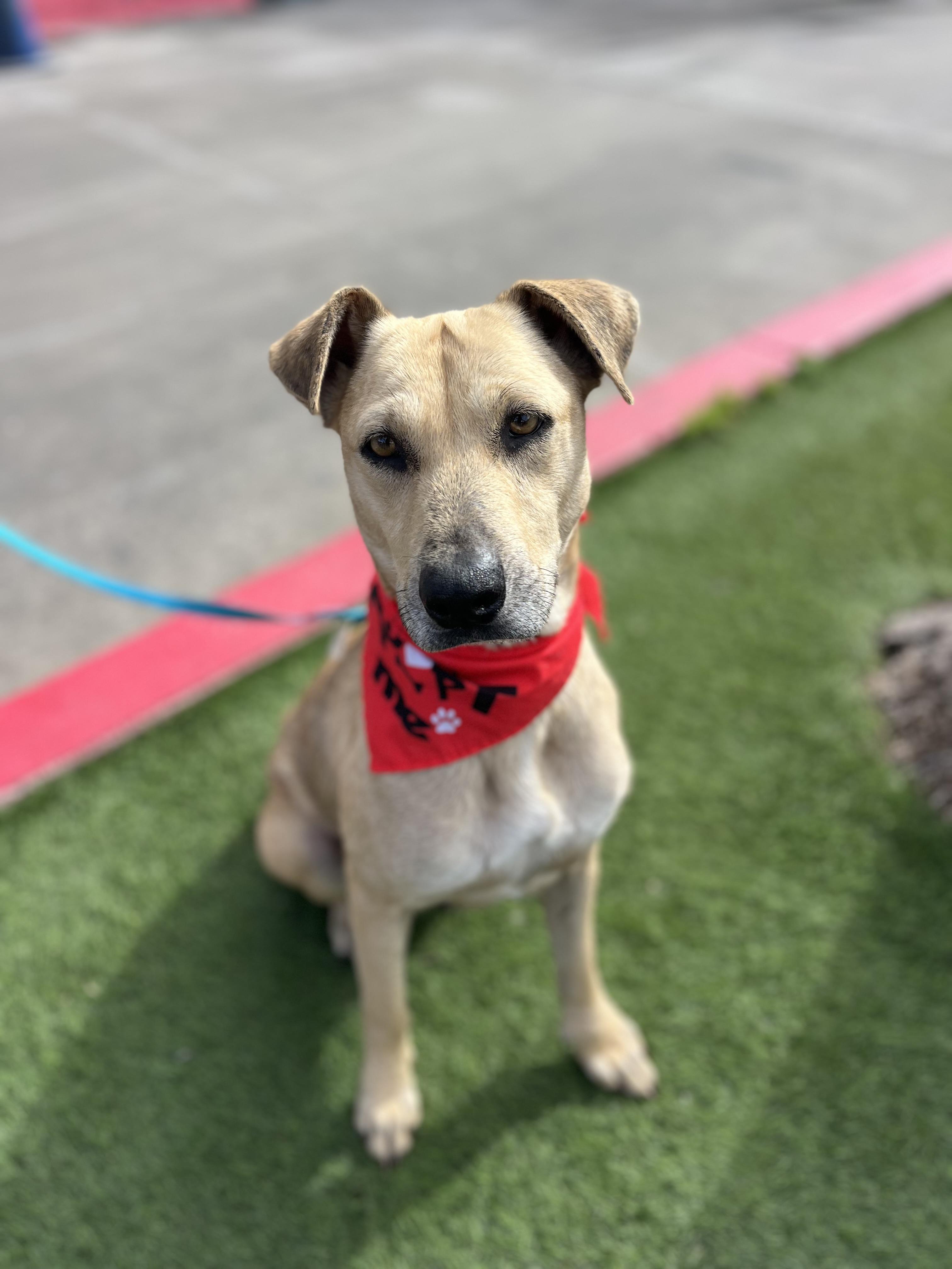 Enlarge Roxy, a ADOPTABLE mixed breed in Poway, CA image 2/5