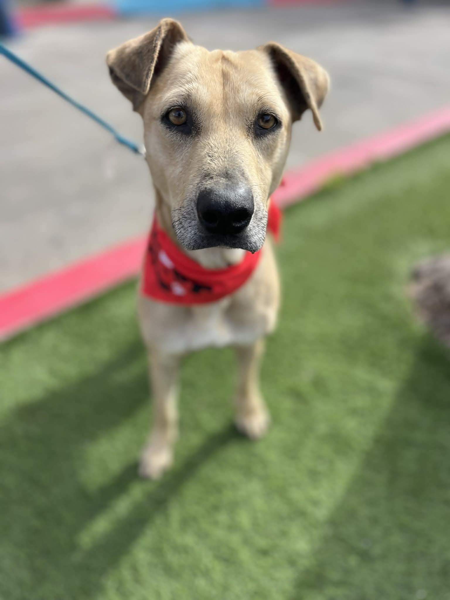 Enlarge Roxy, a ADOPTABLE mixed breed in Poway, CA image 5/5