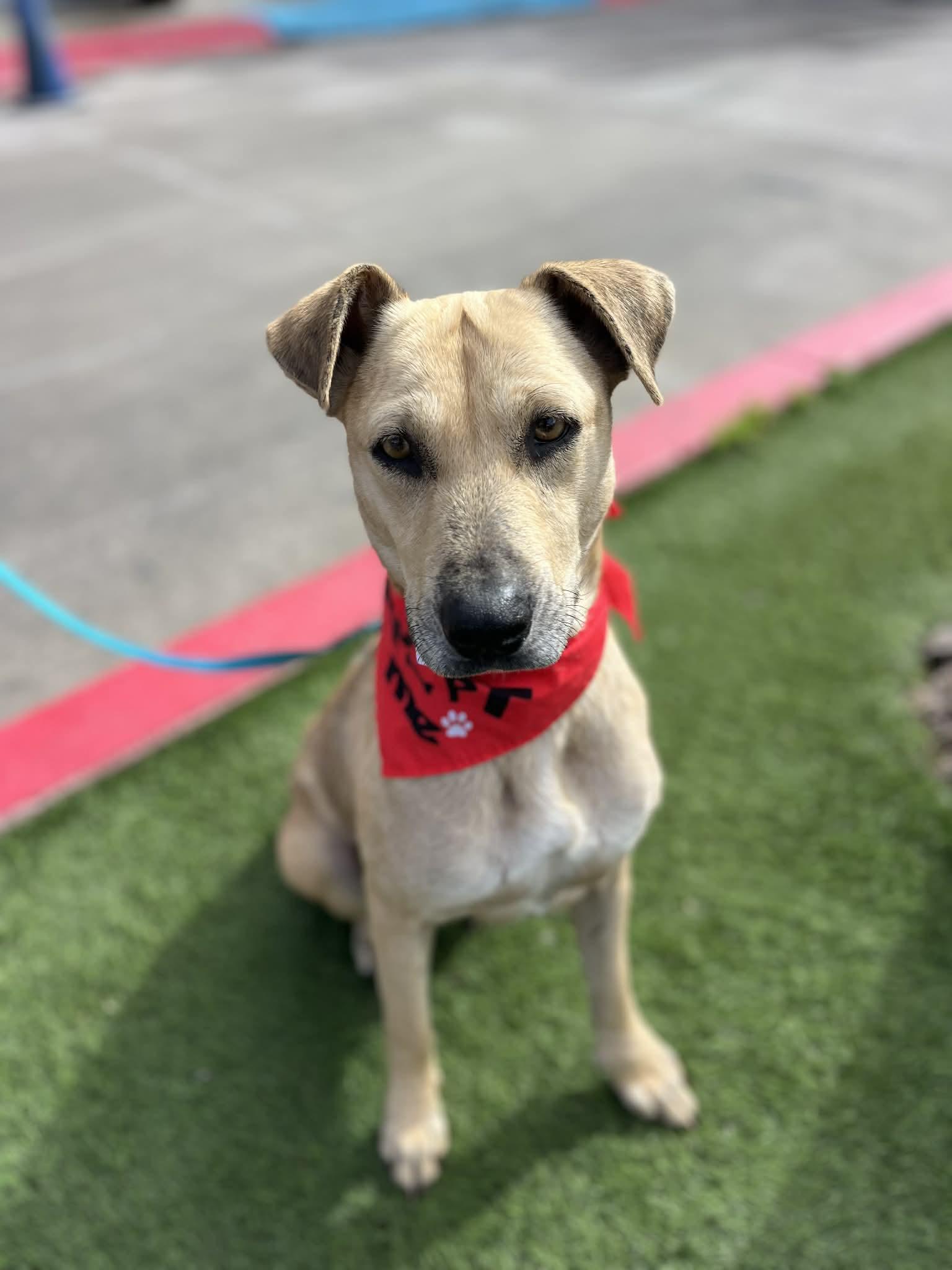 Enlarge Roxy, a ADOPTABLE mixed breed in Poway, CA image 2/5