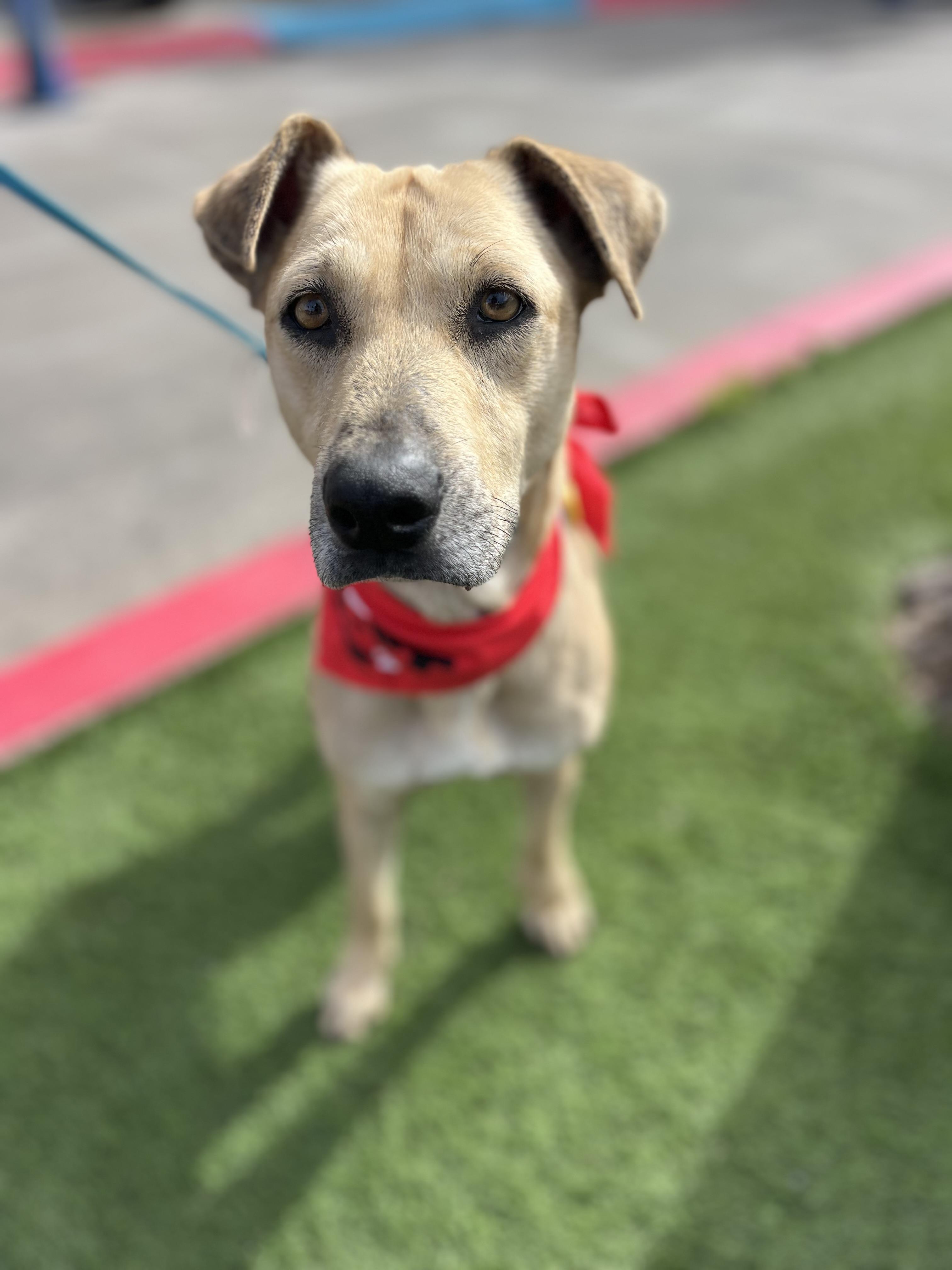 Enlarge Roxy, a ADOPTABLE mixed breed in Poway, CA image 1/5