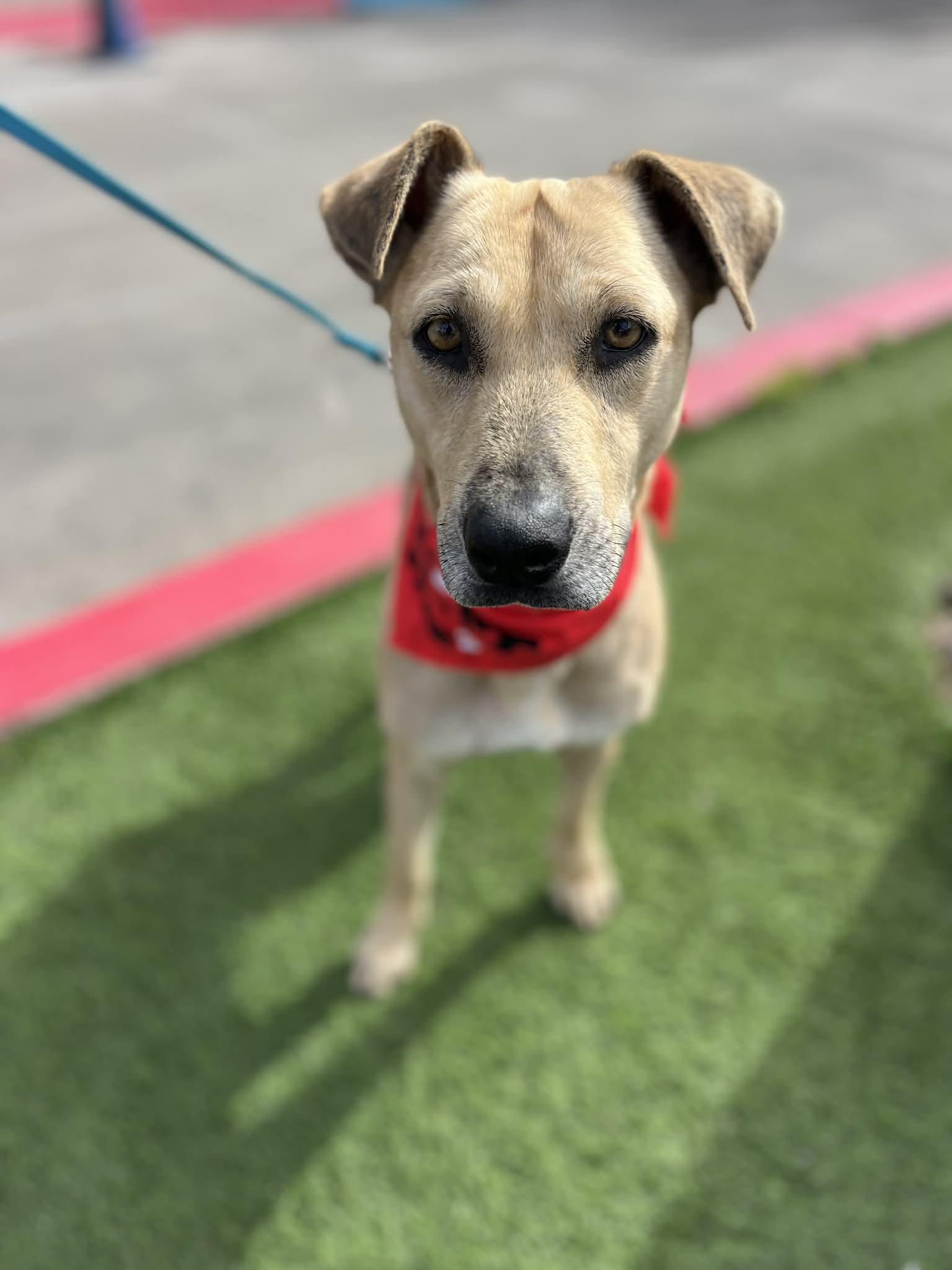 Enlarge Roxy, a ADOPTABLE mixed breed in Poway, CA image 1/5