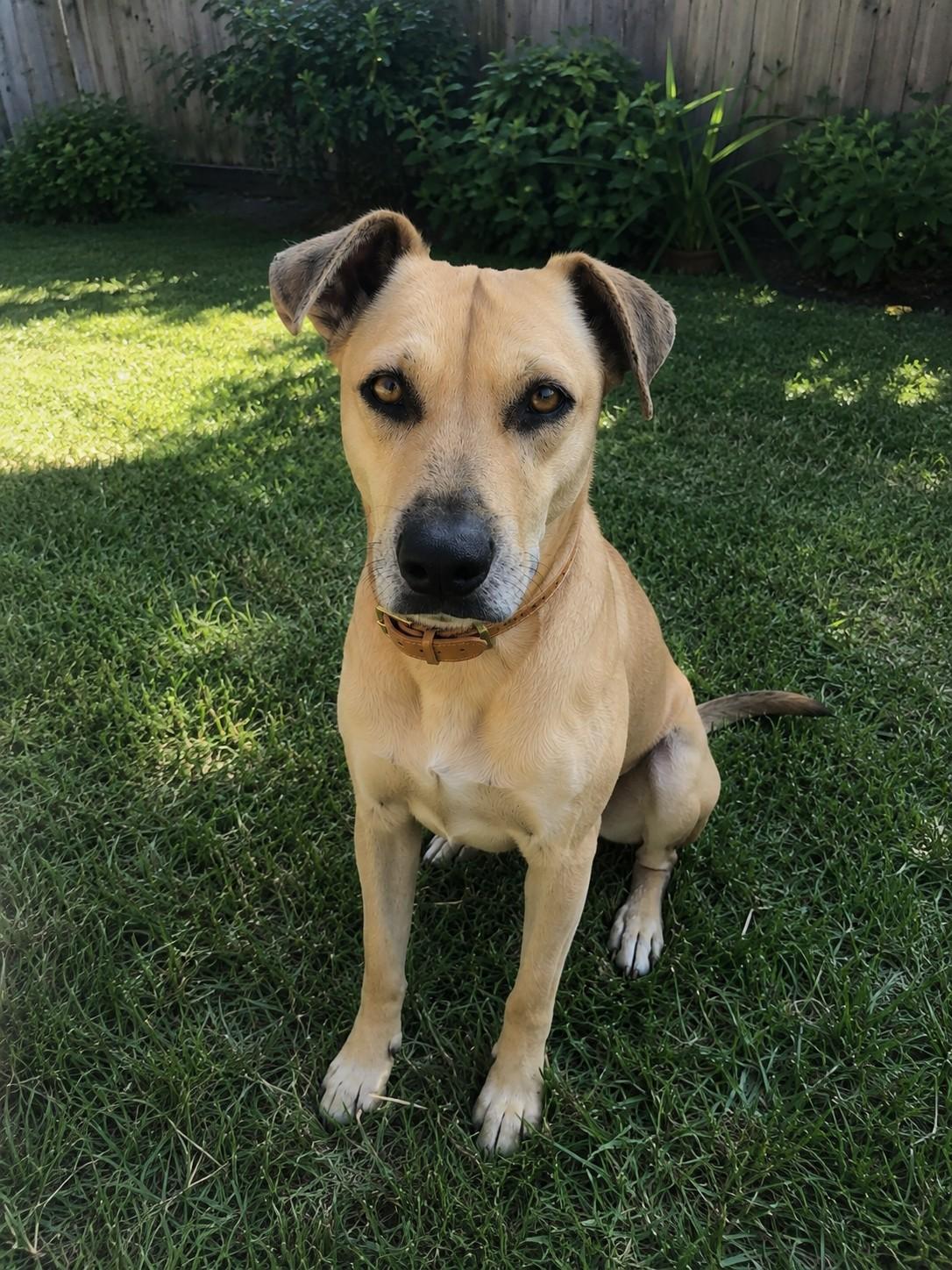 Roxy, ADOPTABLE, Adult Female Yellow Labrador Retriever.