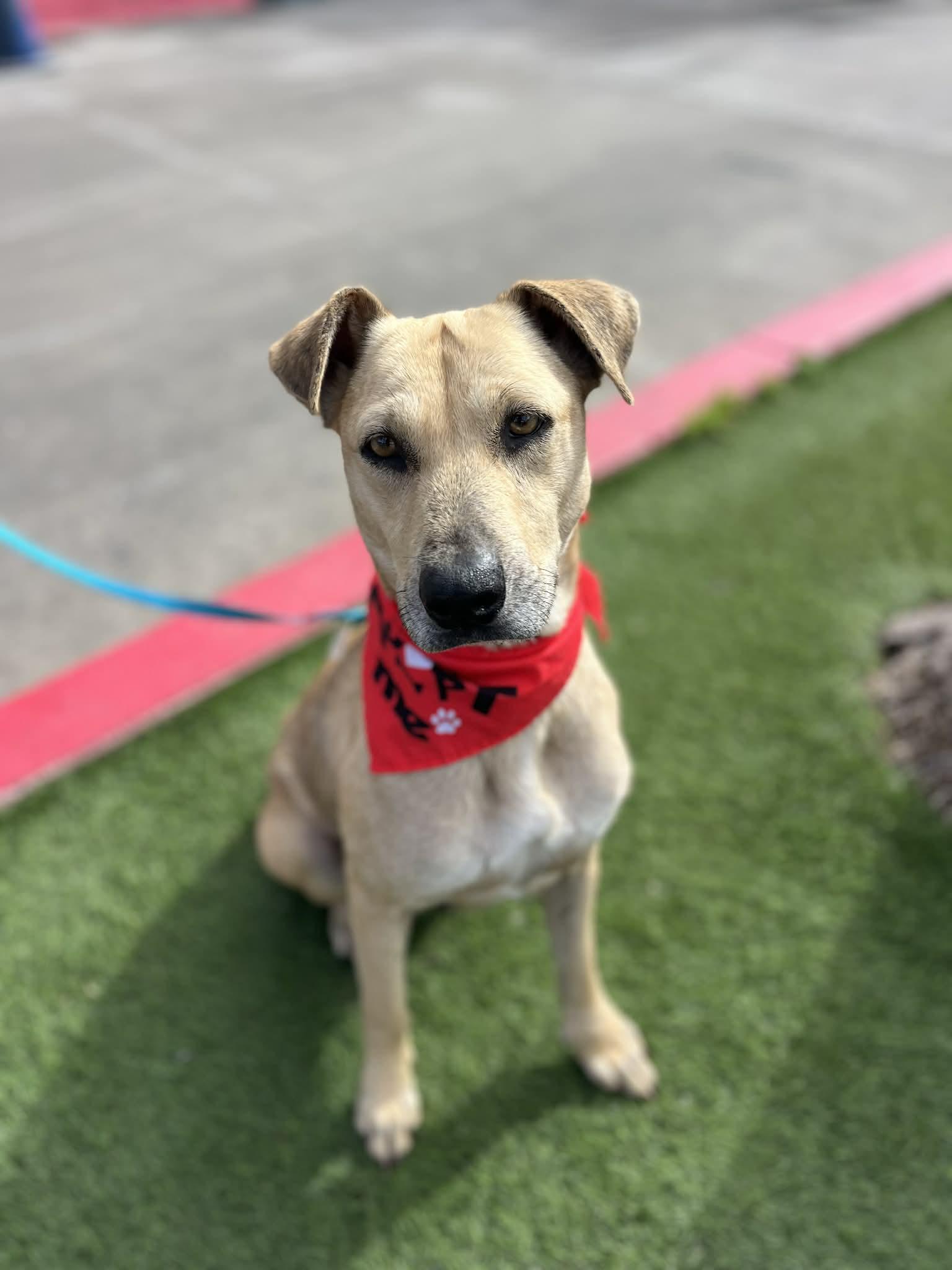 Enlarge Roxy, a ADOPTABLE mixed breed in Poway, CA image 4/5