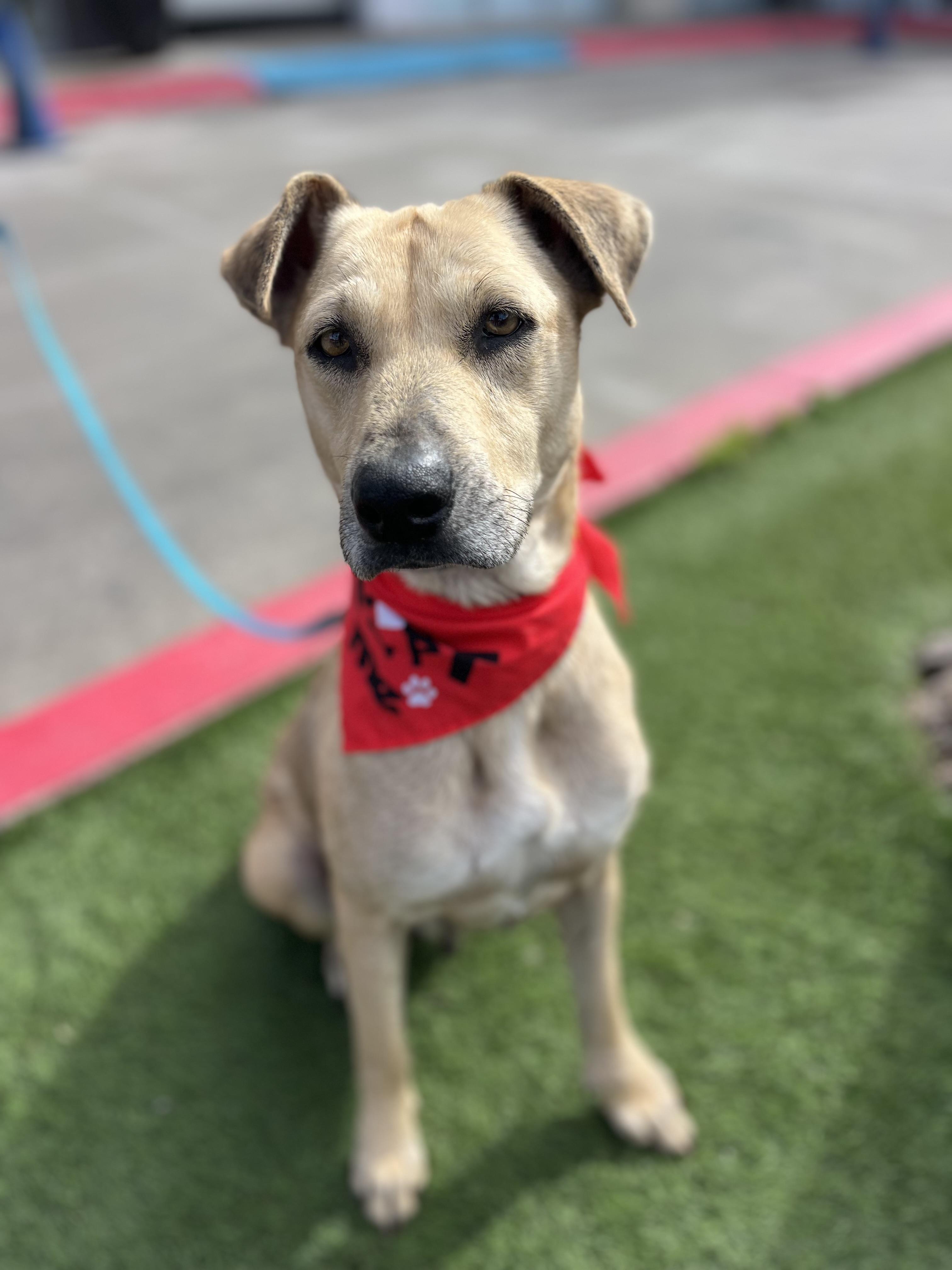 Enlarge Roxy, a ADOPTABLE mixed breed in Poway, CA image 5/5