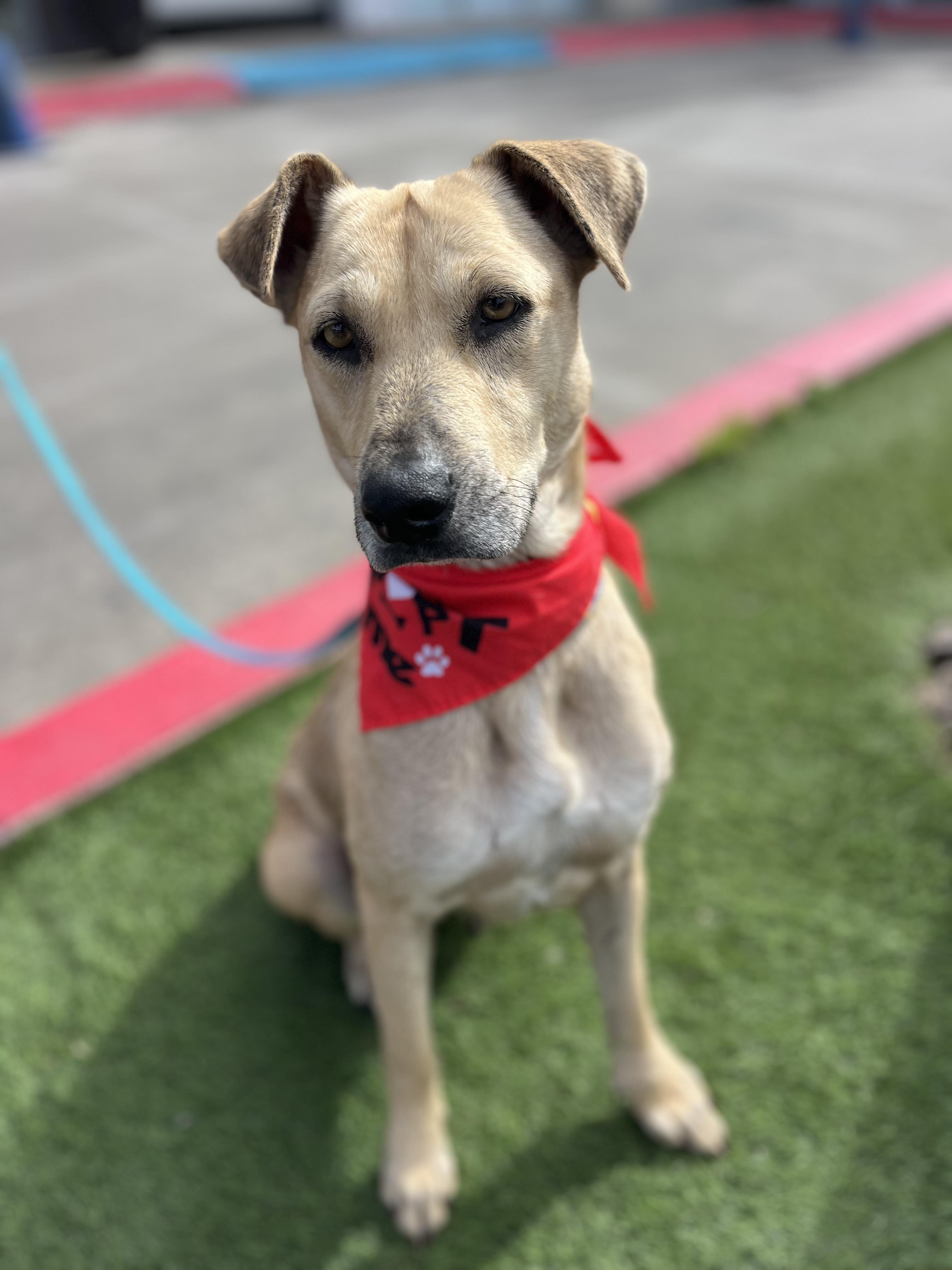 Enlarge Roxy, a ADOPTABLE mixed breed in Poway, CA image 4/5
