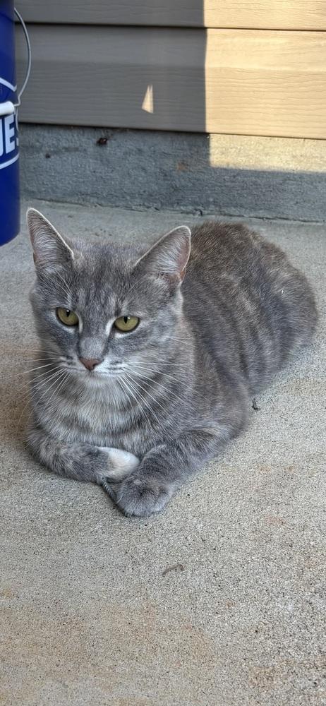 Lucy KD, Adoptable, Adult Female Domestic Short Hair.