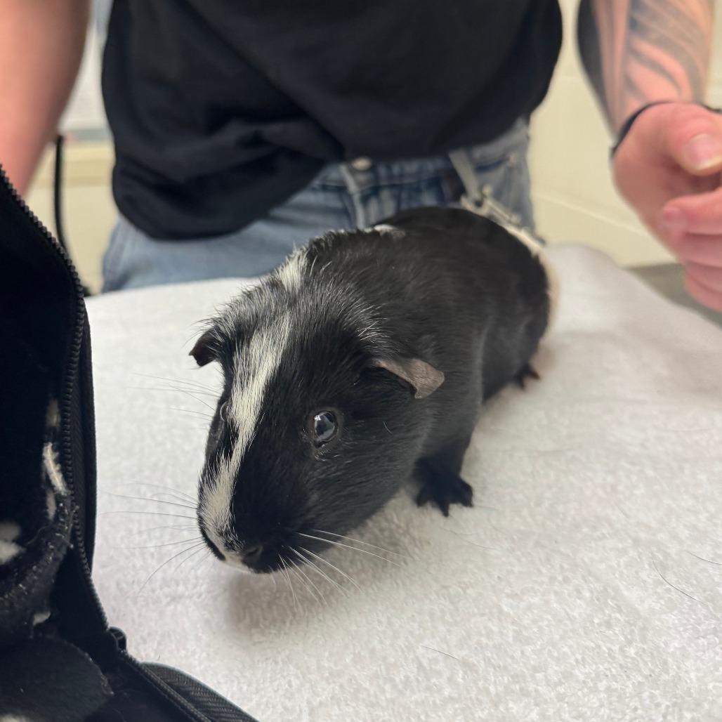 Oreo, Adoptable, Adult Male Guinea Pig.
