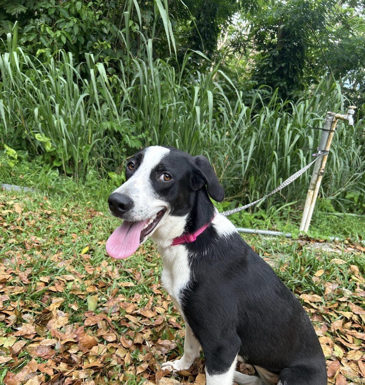 Kalani, a Adoptable mixed breed in Madison, CT image 4/4