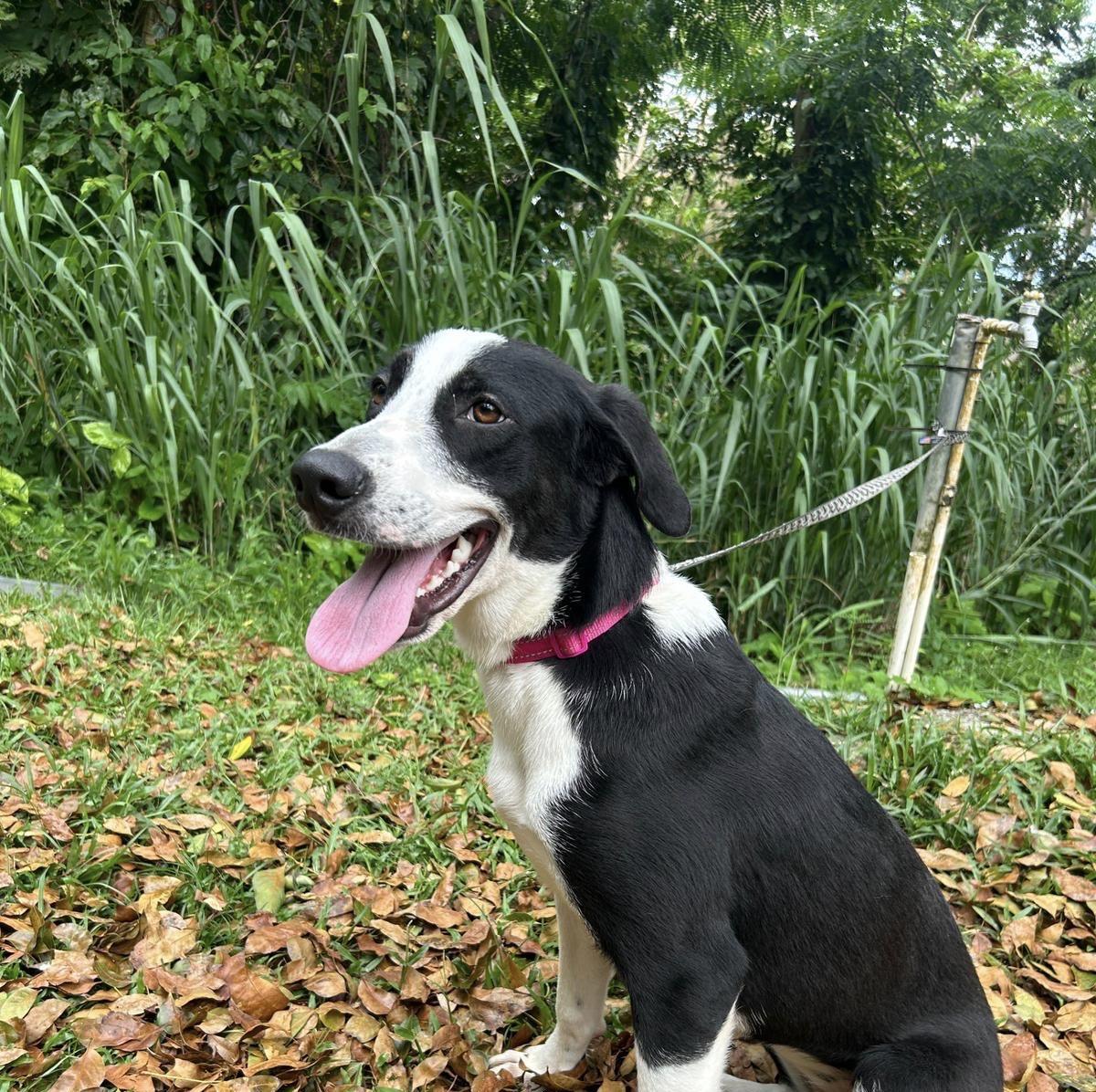 Kalani, a Adoptable mixed breed in Madison, CT image 3/4