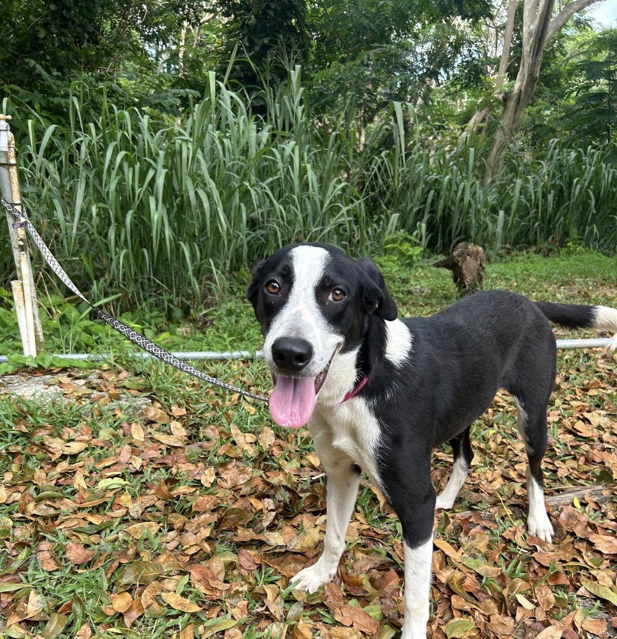 Kalani, a Adoptable mixed breed in Madison, CT image 2/4